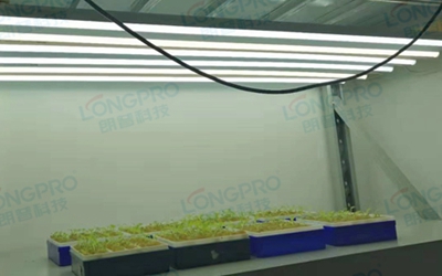 UV紫外线照射实验：植物如何应对自然环境中的紫外线威胁？
